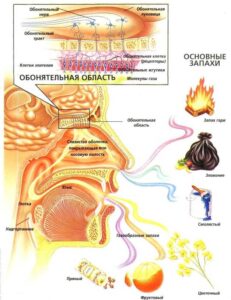 Тонкости восприятия запахов