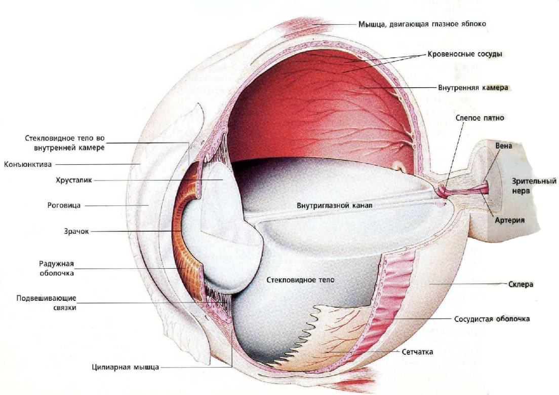 Строение глаза